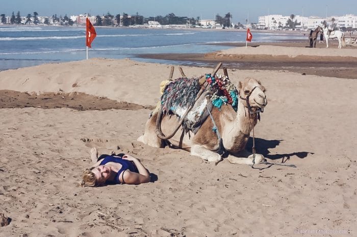 essaouira morocco camel