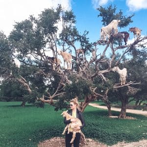 morocco, goats, tree, climbing, argan tree, girl