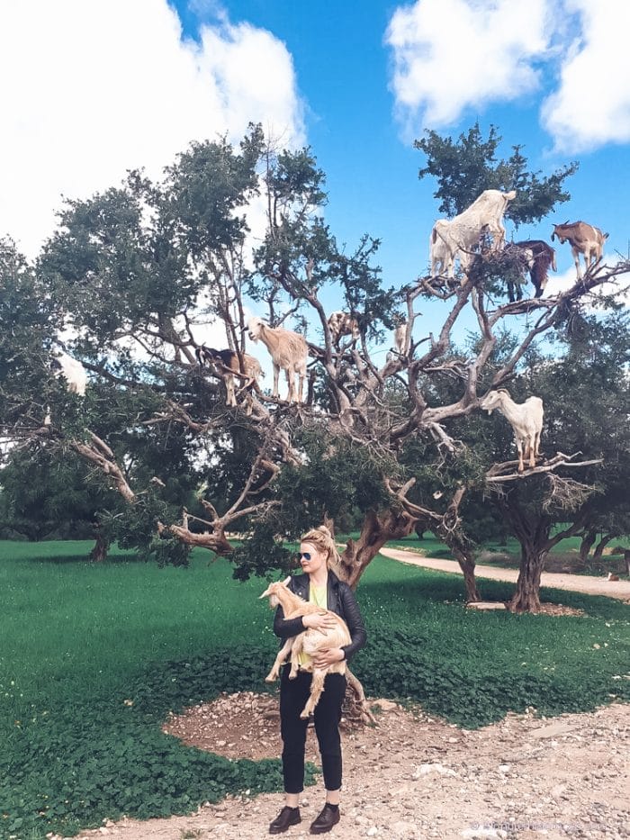 essaouira morocco goats in the tree