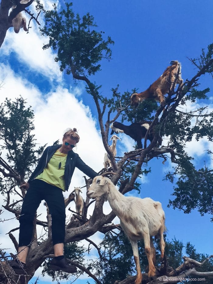 essaouira goats in the tree climbing goat