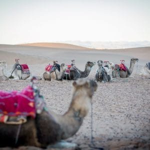 camels, desert, morocco, sand, dunes