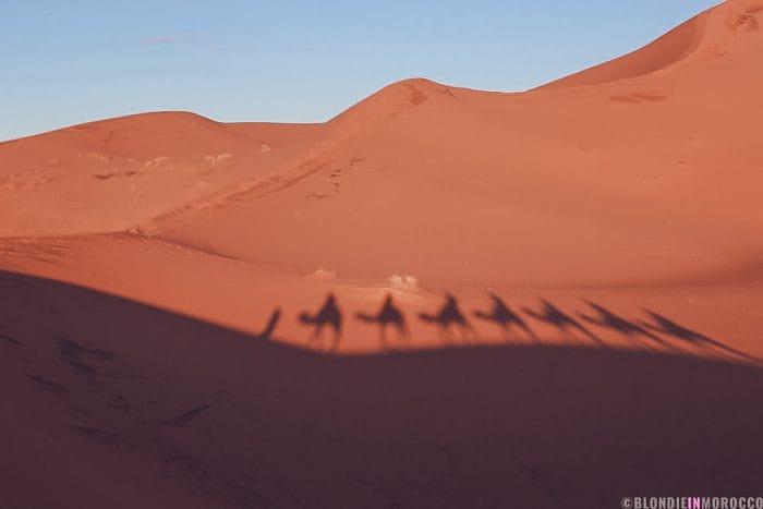desert morocco camel dunes merzouga shadow