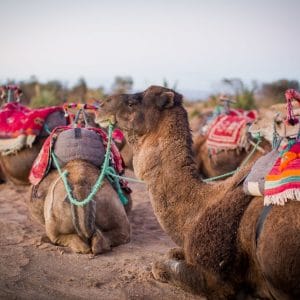 morocco sahara desert camel rride