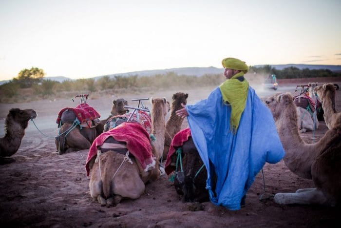 camels, desert, morocco, people, sand