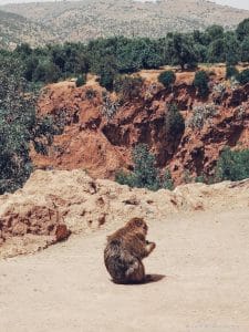 monkey, forest, morocco, ouzoud