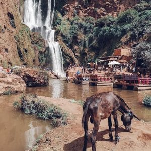 ouzoud, waterfall, morocco, mountain, view, donkey