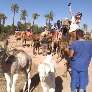 marrakech camel ride palm grove