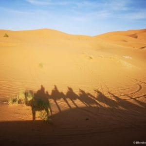 sahara desert camels sand dunes morocco berbers