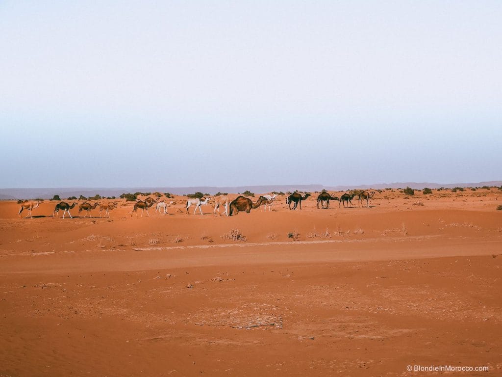 erg chigaga desert morocco dunes sahara