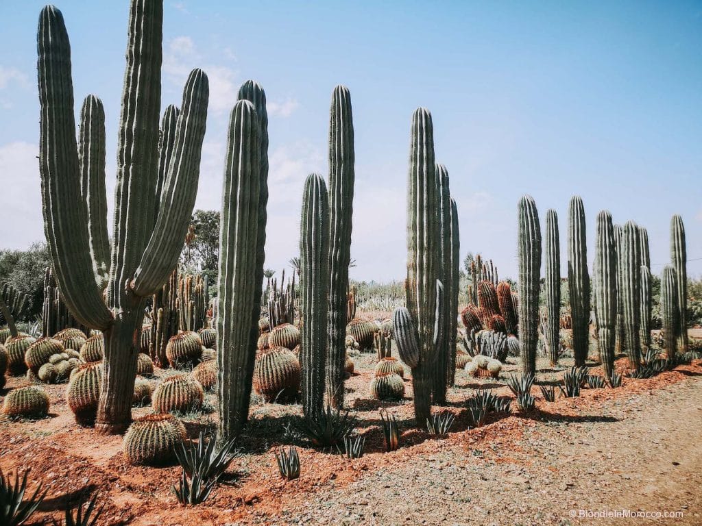 cactus cacti morocco marrakech nursery