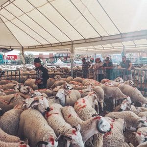 eid al adha morocco ram sheep