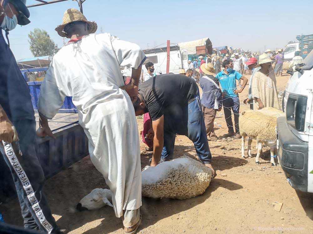 eid al adha morocco ram sheep