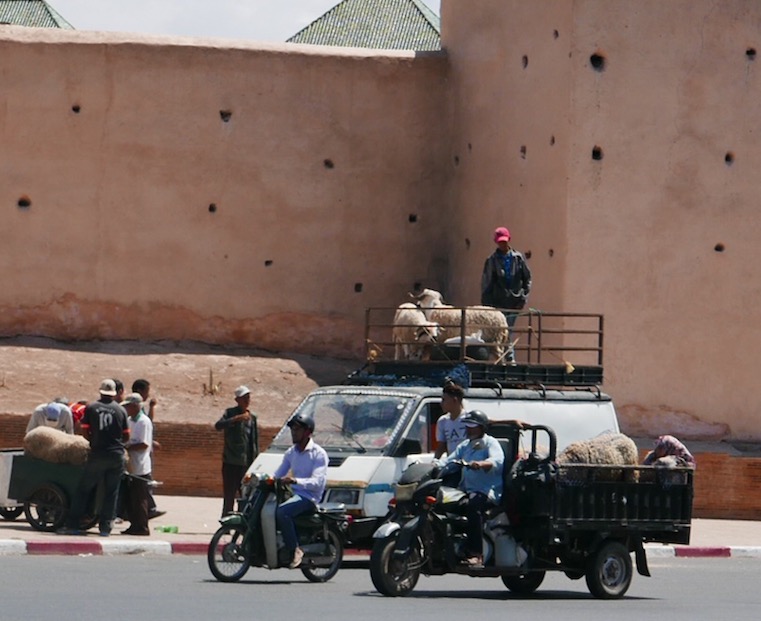 eid sheep morocco