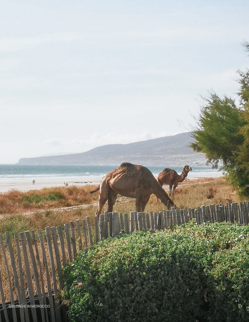 Taghazout Morocco beach camel 1