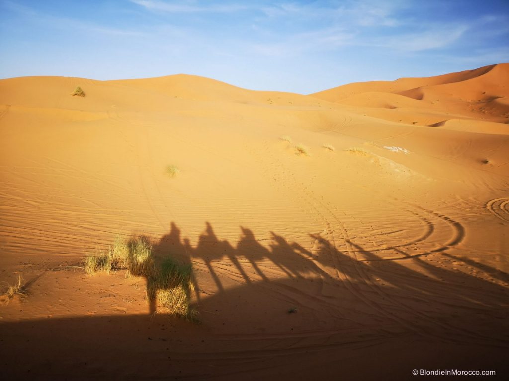 Sahara desert morocco Merzouga camel6 scaled 1